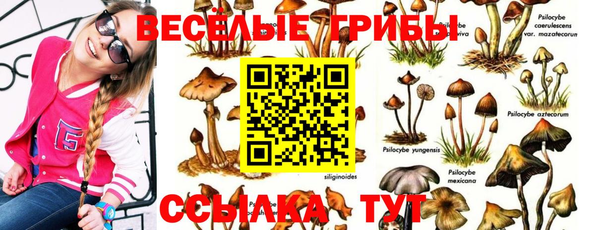 Чернушка  наркотики  Вход с VPN  Галлюциногенные грибы Psilocybine cubensis 